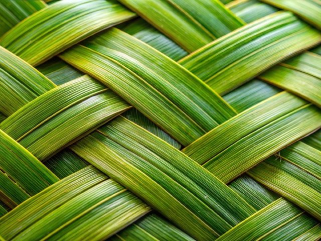 Comparatif boîtes en carton recyclé vs fibres végétales moulées